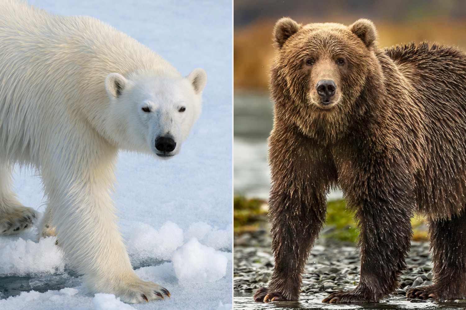 Care este mai puternic, ursul polar sau ursul grizzly?