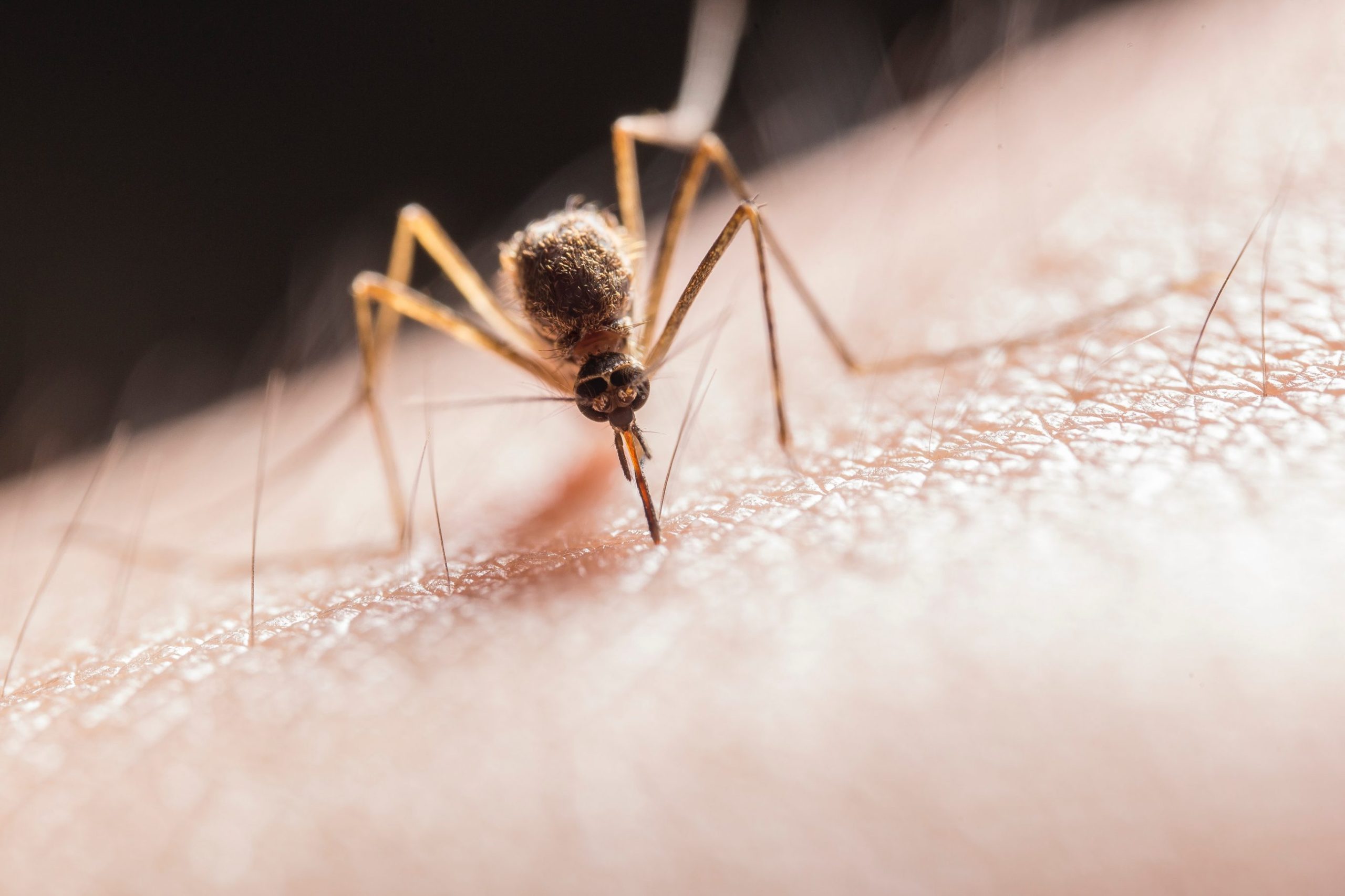 virusul west nile