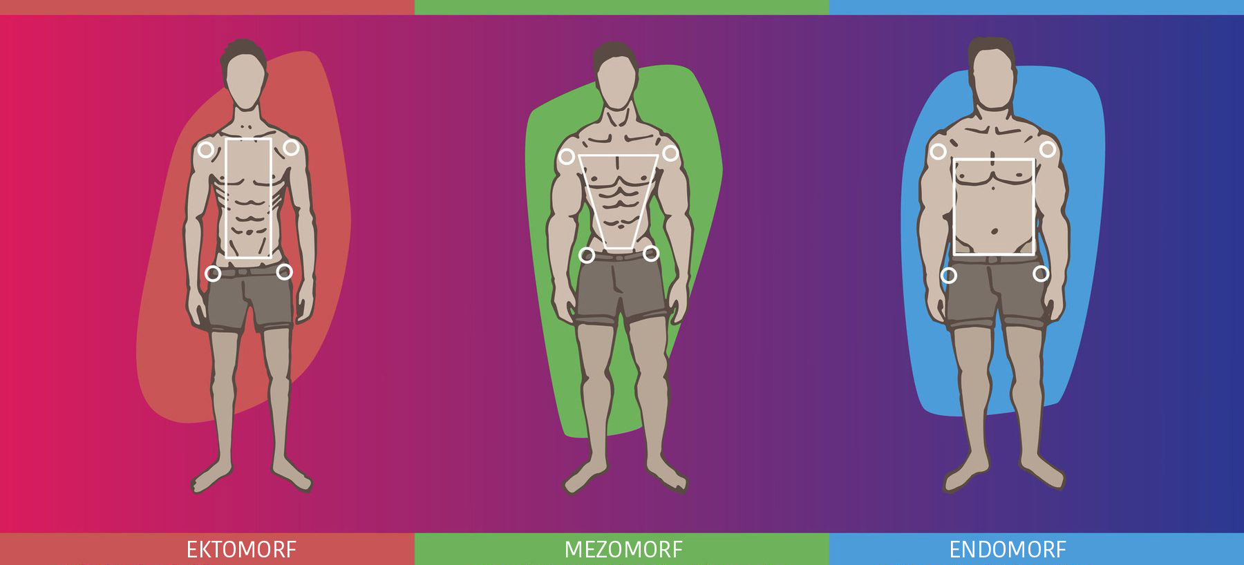 endomorf mezomorf